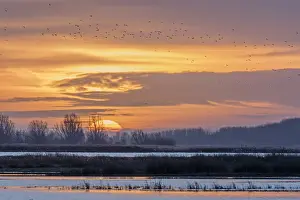 Lapwing: Morning flight of Lapwings (Vanellus vanellus)