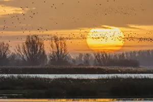 Lapwing: Morning flight of Lapwings (Vanellus vanellus)