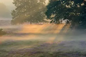 Heide: Morning fog, at sunrise, NSG Westruper Heide, Haltern