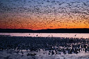Squaw: Morning Geese