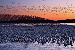Squaw: Morning Geese