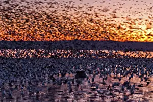 Squaw: Morning Geese
