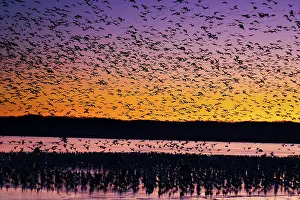 Squaw: Morning Geese