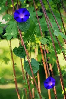 Strengthen: Morning Glory