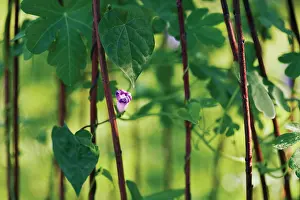 Strengthen: Morning Glory