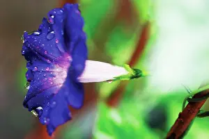 Ipomoea: Morning Glory