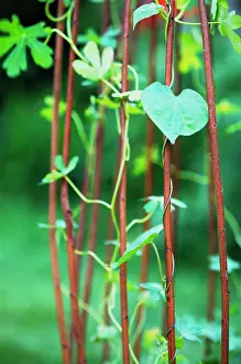 Strengthen: Morning Glory