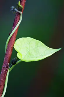 Strengthen: Morning Glory