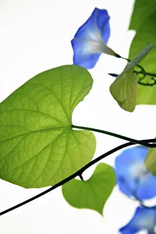 Heavenly: Morning Glory