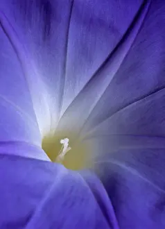 Ipomoea: Morning Glory