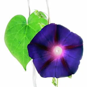 Strengthen: Morning Glory