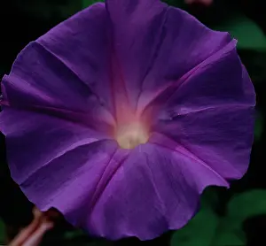 Ipomoea: Morning Glory