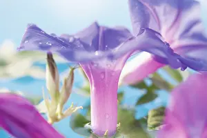 Ipomoea: Morning Glory