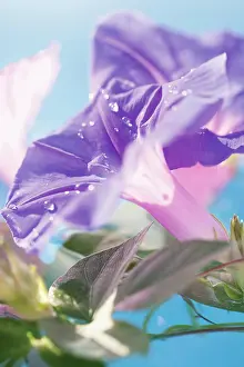 Ipomoea: Morning Glory