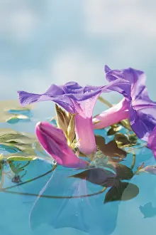 Ipomoea: Morning Glory