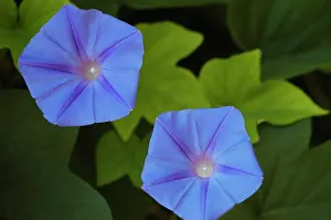 Ipomoea: Morning glory