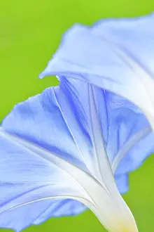 Heavenly: Morning Glory Heavenly Blue flowers