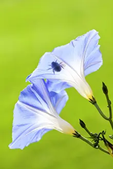 Bumble: Morning Glory Heavenly Blue flowers with silhouette