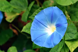Grandiflora: Morning Glory / Ipomoea