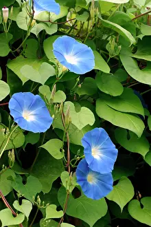 Grandiflora: Morning Glory / Ipomoea