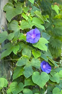 Convolvulaceae: Morning glory (Ipomoea grandiflora)