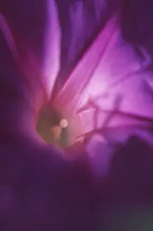 Stamen: Morning Glory, Ipomoea purpurea, Close up studio