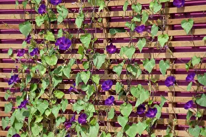Flowered: Morning glory, Ipomoea purpurea, Purple flowered