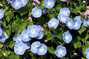 Grandiflora: Morning Glory - mass