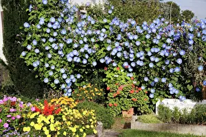 Grandiflora: Morning Glory - mass in garden