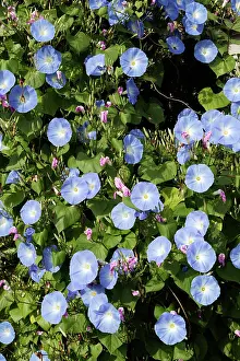 Grandiflora: Morning Glory - mass in garden