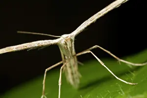 Plume: Morning Glory Plume Moth