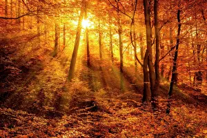 200819: Morning haze in autumn forest, golden light, sun