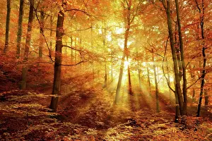 Beam: Morning haze in the forest, golden light, sunbeams