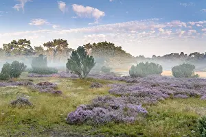 Calluna: Morning light over Dutch heathland with Common