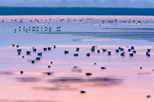 Blur: Morning light on marsh flat with group of ducks