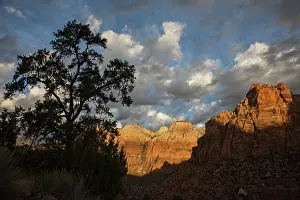 Sandstone: Morning light, Zion National Park