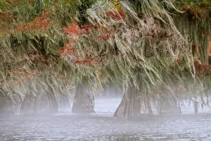 Gold: Morning mist and autumn colors on Caddo Lake, Texas
