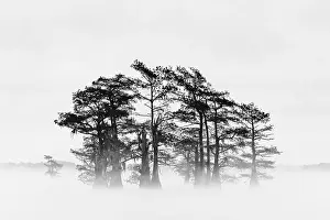 Gold: Morning mist and autumn colors on Caddo Lake, Texas