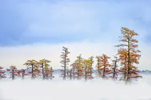 Gold: Morning mist and autumn colors on Caddo Lake, Texas