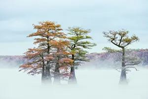 Gold: Morning mist and autumn colors on Caddo Lake, Texas