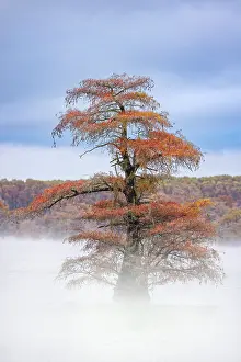 Gold: Morning mist and autumn colors on Caddo Lake, Texas