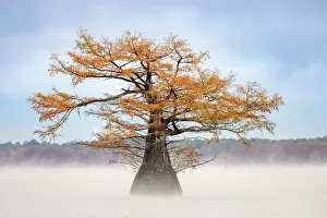 Gold: Morning mist and autumn colors on Caddo Lake, Texas