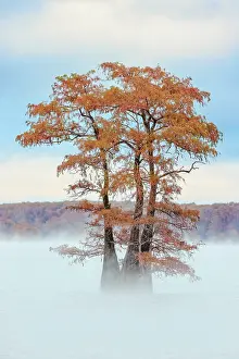Idyllic: Morning mist and autumn colors on Caddo Lake, Texas