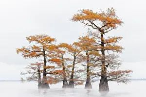 Idyllic: Morning mist and autumn colors on Caddo Lake, Texas