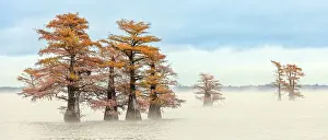 Idyllic: Morning mist and autumn colors on Caddo Lake, Texas