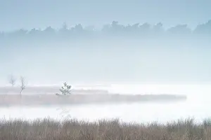 Treetops: Morning mist over a fen with treetops in the background