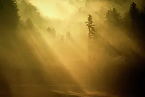 Daybreaks: Morning mist over the forest, Sacy, Yonne, Burgundy