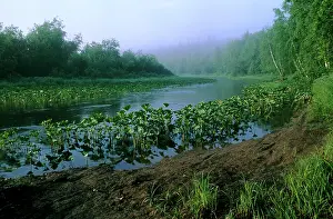 Evironment: Morning mist over river Serga