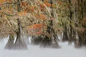 Idyllic: Morning mist on southern swamp, Caddo Lake, Texas