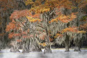 Idyllic: Morning mist on southern swamp, Caddo Lake, Texas